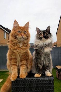 two cats sitting on top of a black box in the grass next to each other