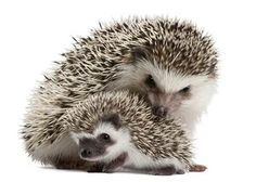 two baby hedgehogs cuddle together in front of a white background with black border