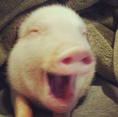 a small white pig laying on top of a bed with its mouth open and tongue out