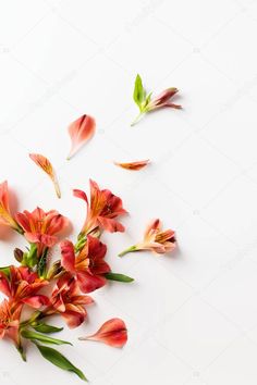 red and orange flowers on white background with space for text or image, top view