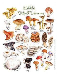 Print Edible Wild Mushroom Mushroom print Botanicals | Etsy Botanical Kitchen, Mushroom Crafts, Mushroom Drawing, Mushroom Print, Educational Poster, Illustration Botanique