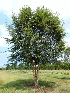 a small tree in the middle of a field