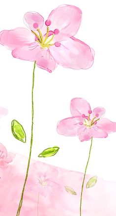 three pink flowers with green leaves on a white background, watercolor drawing or illustration