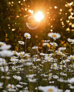 the sun shines brightly behind some daisies in a field with wildflowers