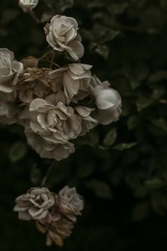 Gothic Garden, Midnight Garden, Dark Flowers, Night Garden, M K, Luxury Flowers, Black Aesthetic, Flower Wallpaper