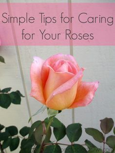 a pink rose with the words simple tips for caring for your roses written on it