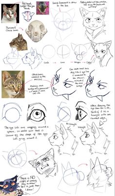 how to draw an animal's face with different angles and lines on the paper