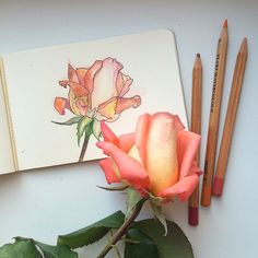 a rose and some pencils on a table