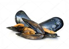 mussels in the shell on a white background