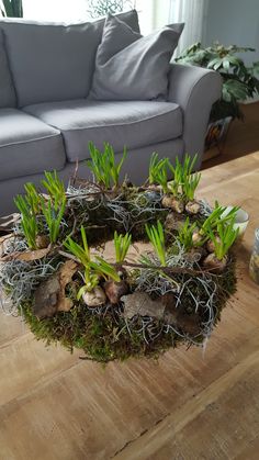 a living room with a couch, coffee table and plants in the middle of it