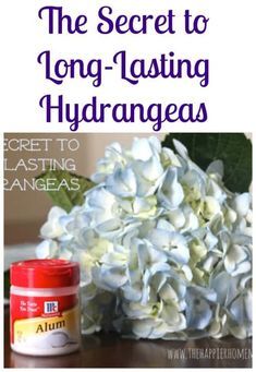 the secret to long -lasing hydrangeas is using these ingredients for this recipe