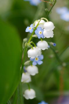 a bunch of white and blue flowers on a green leafy plant with the text lily of the valley and forget me not