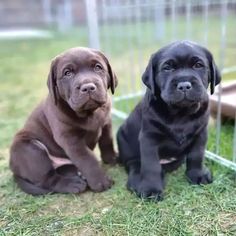 two puppies sitting next to each other in front of a cage on the grass