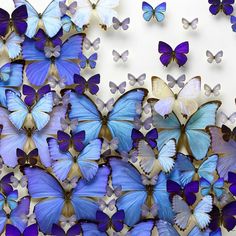 many blue and white butterflies flying in the air