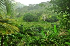 a lush green forest filled with lots of trees and plants on top of a hill