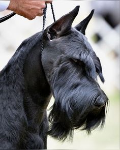 a close up of a dog being held by a person with a leash on it's neck