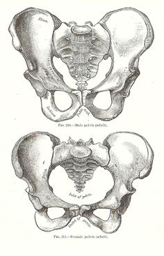 two different views of the human skull, each with an individual's pectoris