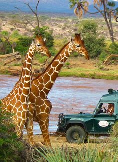 two giraffes standing next to each other in front of a car and people