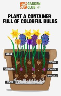 the diagram shows how to plant a container full of colorful bulbs in this flower garden