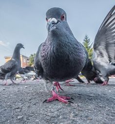 a flock of pigeons standing on the ground