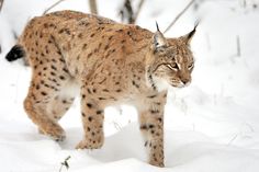 a lynx walking through the snow in front of some trees