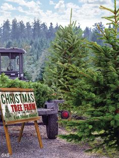 Christmas Tree Farm Backdrop - A festive Christmas tree farm scene featuring lush green pine trees Christmas Tree Farm Background, Tree Farm Aesthetic, Christmas Tree Farm Decor, Christmas Tree Farm Aesthetic, Winter Boards, Christmas Tree Backdrop, Brownie Christmas, Farm Backdrop, Christmas Competition