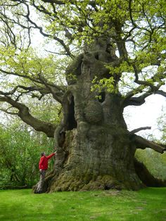 a man standing next to a large tree in the middle of a field with lots of green grass