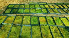 several rows of trays filled with green moss growing on top of dirt and grass