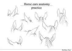 horse ears anatomy and practice guide