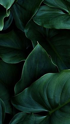 green leaves are shown in close up on a black background, with the light shining through them