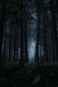 a dark forest filled with lots of trees