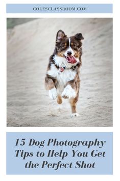 a brown and white dog running across a sandy beach with the words, 5 dog photography tips to help you get the perfect shot