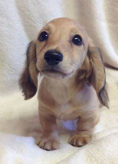 a small brown dog sitting on top of a white blanket next to a sign that says, ellos no haban, pero sus