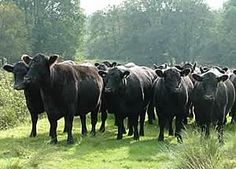 a herd of black cows standing on top of a lush green field next to trees