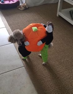 a small dog dressed up as a pumpkin