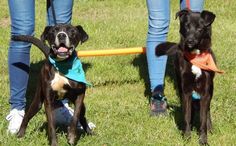 two black and white dogs standing next to each other on top of a grass covered field