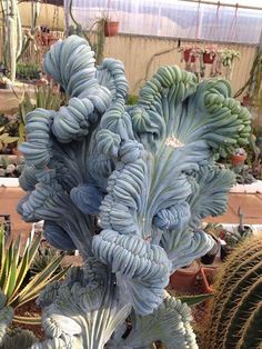 a bunch of blue flowers in a garden