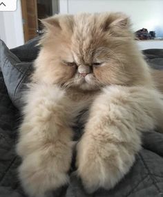 a fluffy cat sitting on top of a bed with its paws in front of it's face