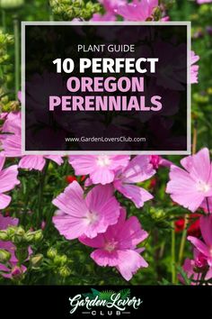 pink flowers with text overlay that reads, plant guide 10 perfect oregon perennials