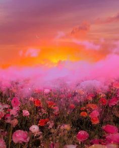 a field full of pink and red flowers under a cloudy sky with the sun in the distance