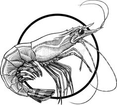 a drawing of a shrimp in a circle