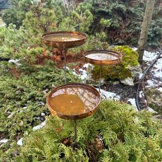 three wine goblets sitting on top of a moss covered plant in the woods