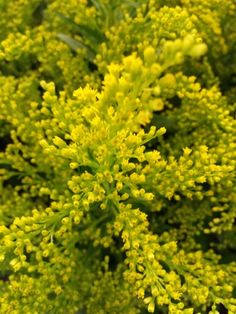 a close up view of some yellow flowers