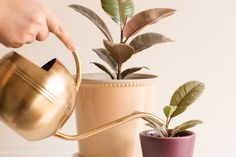 a person pouring water from a watering can into a small pot with a plant in it