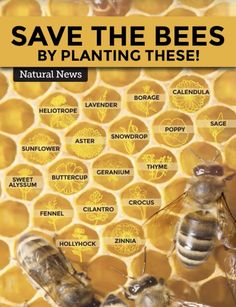 bees on honeycombs with the words, save the bees by planting these?