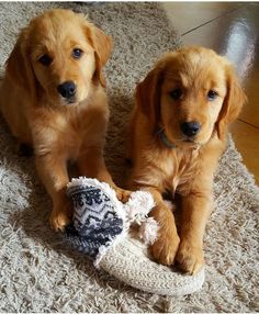 two puppies sitting next to each other on the floor with slippers in front of them