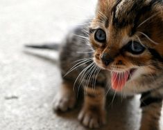 a small kitten with its tongue hanging out