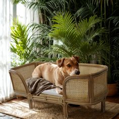 rattan dog furniture Sustainable Home Decor, Chic Natural, Sustainable Home, Pet Safe, Happy Animals, Medium Dogs, Sleep Comfortably, Bohemian Chic, Pet Bed