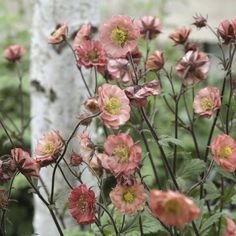 pink flowers are blooming near a white tree in the background, with green foliage