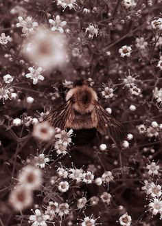 a bee sitting on top of white flowers